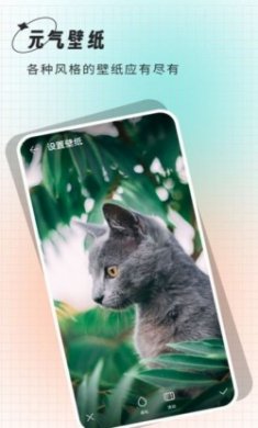 小鲸鱼壁纸app安卓版